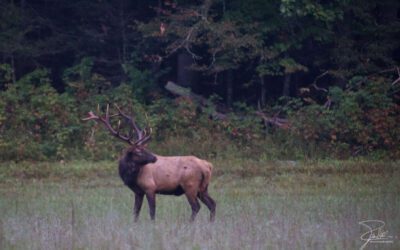 Maggie Valley elk gets help after becoming tangled in a toddler swing