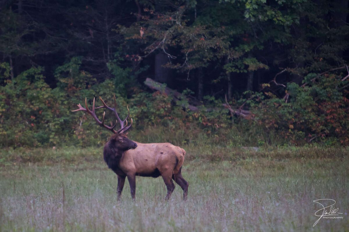 On November 28, Maggie Valley residents spotted an elk with a toddler’s swing stuck in its antlers.