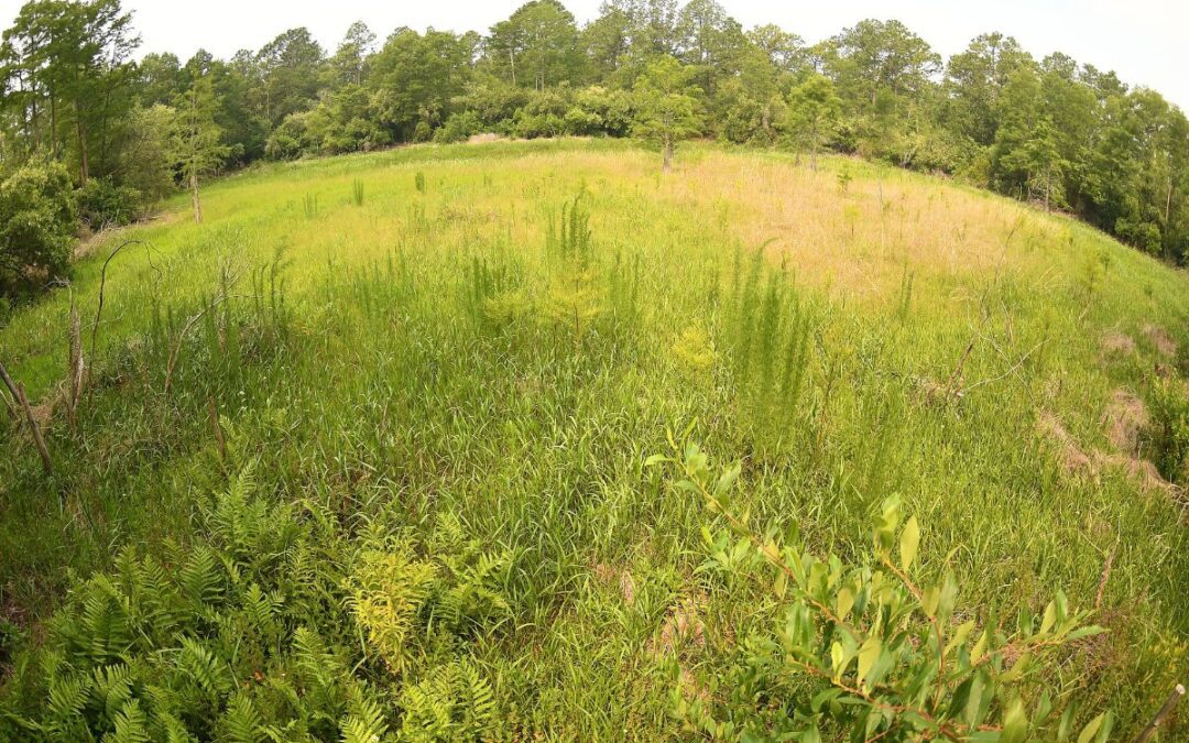 New Trump EPA rule would drastically curb protections for NC wetlands