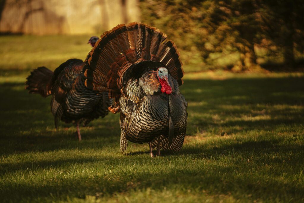 Your Thanksgiving meal might have come from NC