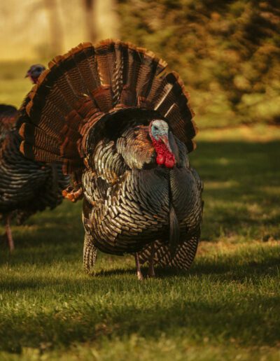 Your Thanksgiving meal might have come from NC