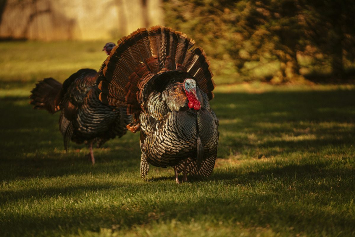 There’s a good chance your Thanksgiving meal came from NC