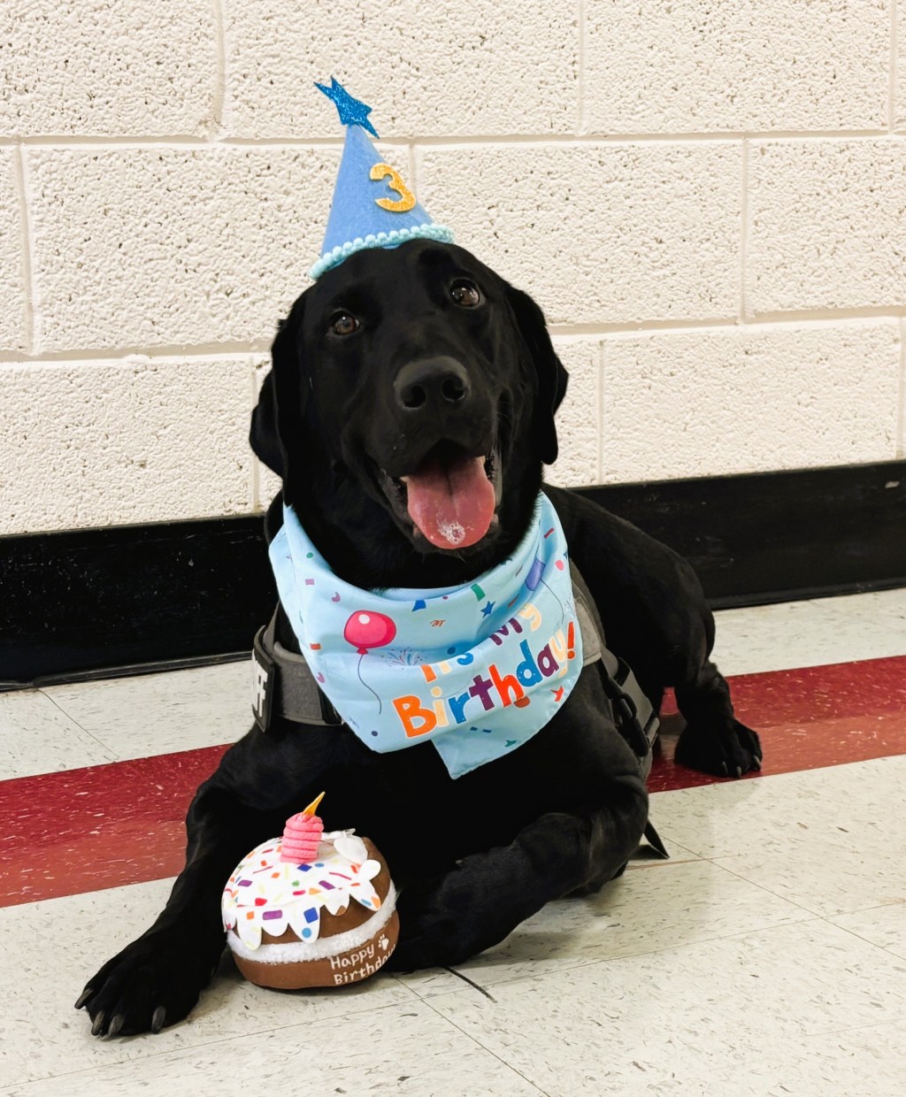 🐕 NC police dog’s cold plunge for charity