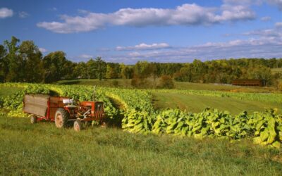 Trump tariffs could cause ‘real harm’ to NC farms, new study shows