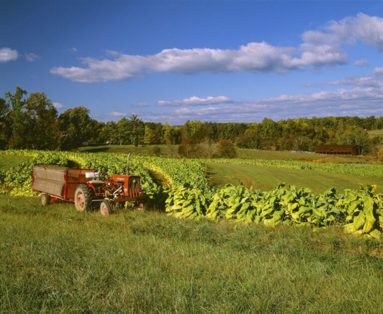 Trump tariffs could cause real damage to NC farms