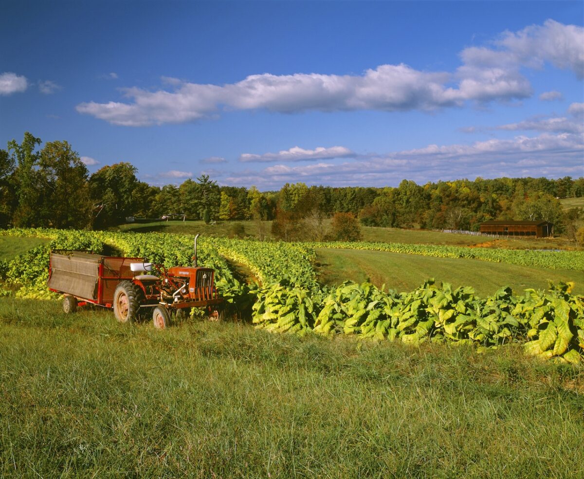 FARMING - Cardinal & Pine