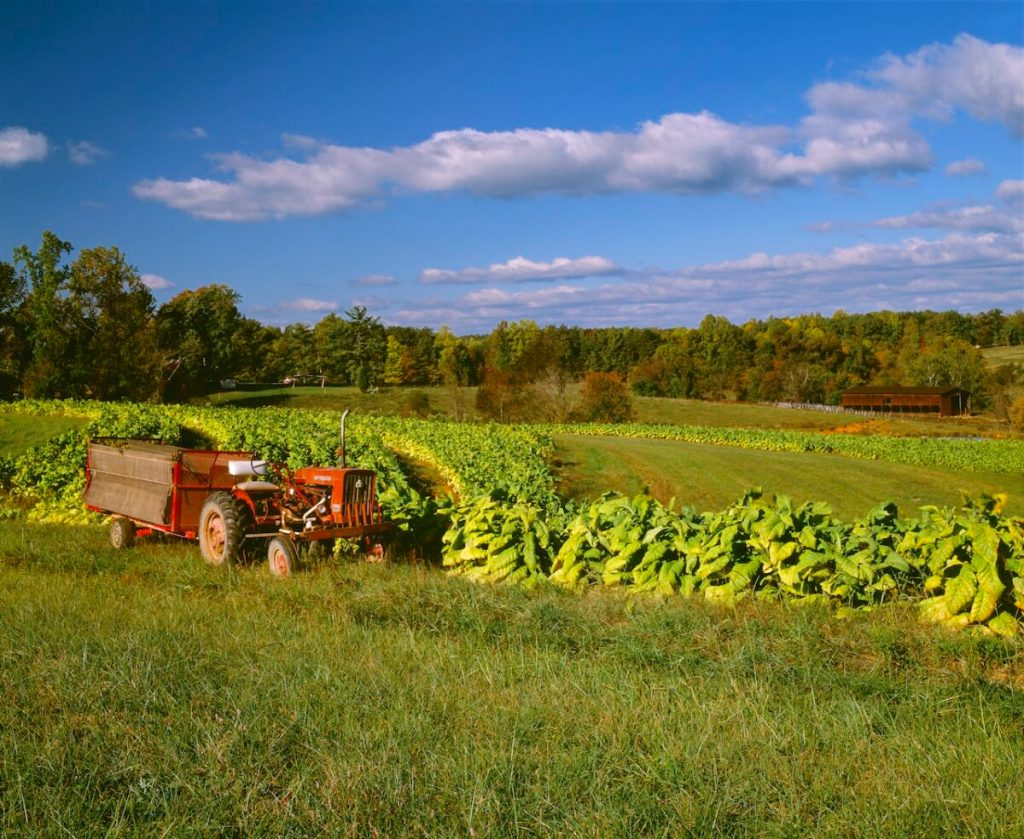 Trump tariffs could cause ‘real harm’ to NC farms, new study shows
