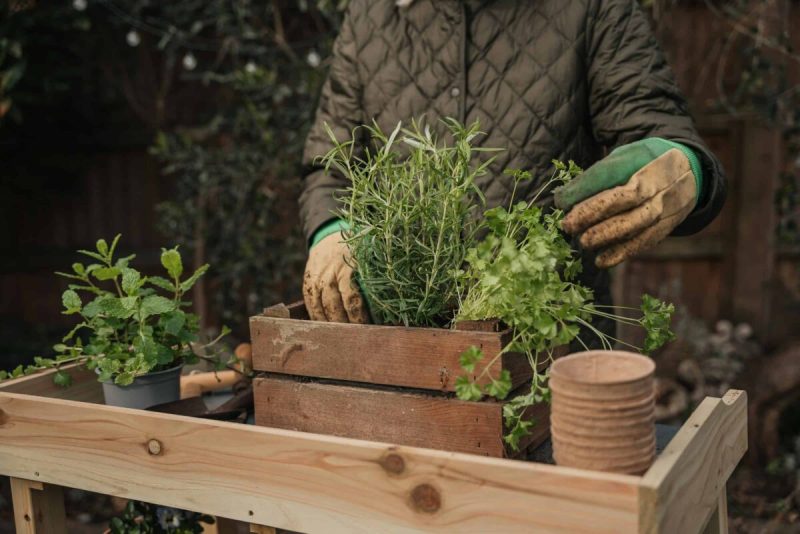 Winter gardening in North Carolina can produce bountiful results with a few considerations.