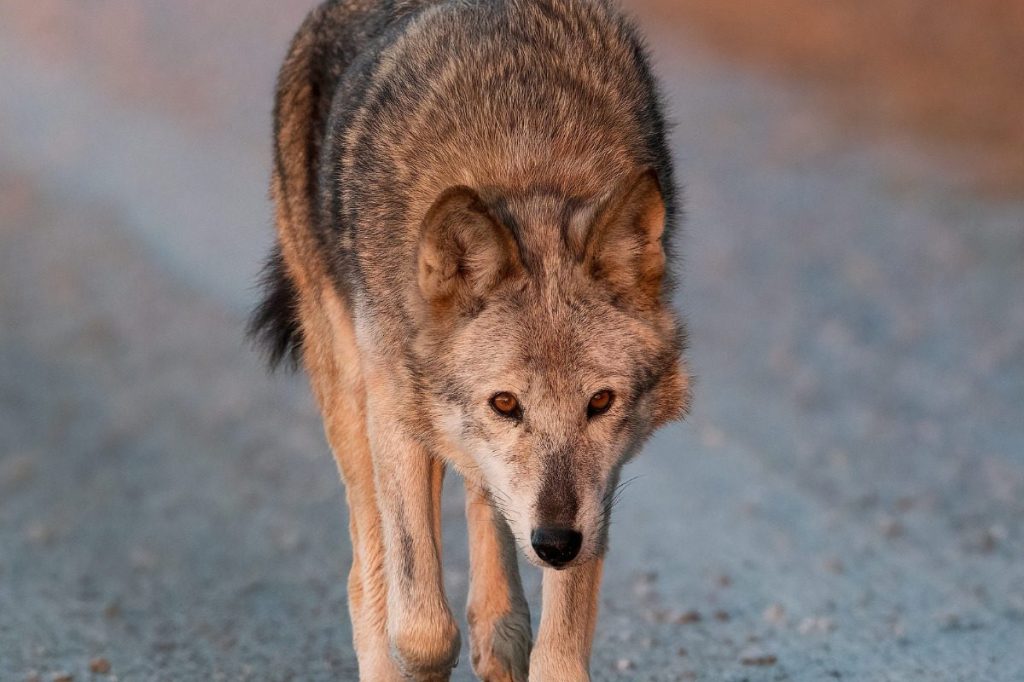 How Trump’s rollbacks to the Endangered Species Act could impact NC