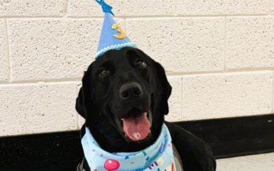 Good News Friday: North Carolina police dog celebrates birthday with a cold dip