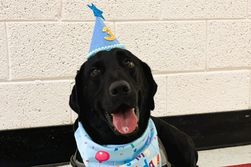 Good News Friday: North Carolina police dog's cold plunge