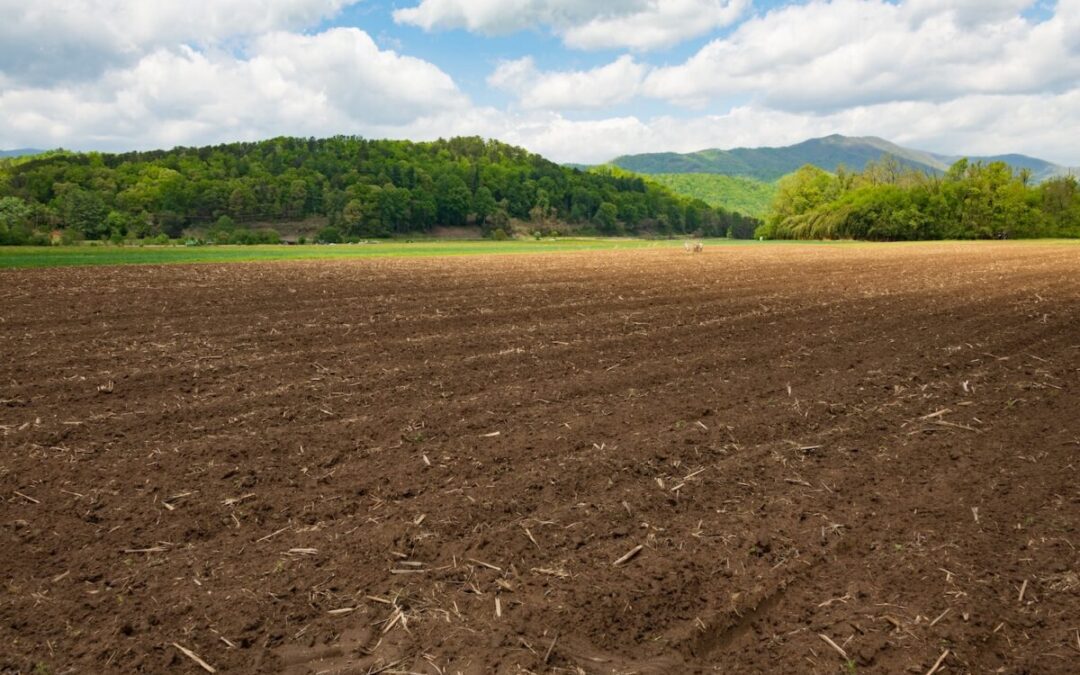 Black farmers face uncertainty, but seeds of future planted in Carolinas