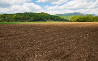 Black farmers face uncertainty, but seeds of future planted in Carolinas