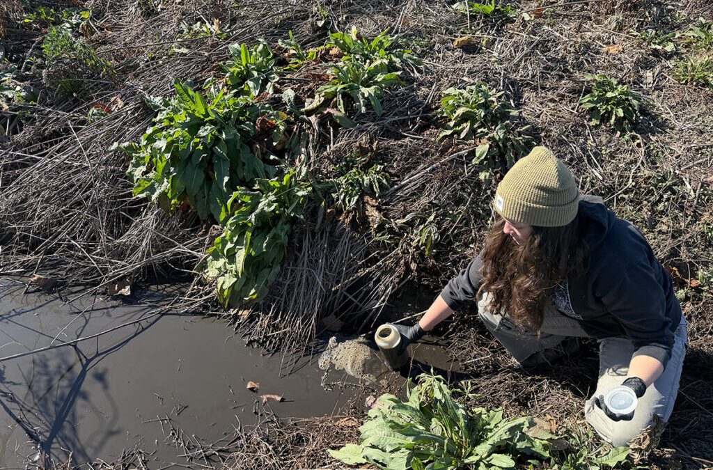 Former NC hog-feeding operation pollutes nearby waterways – again