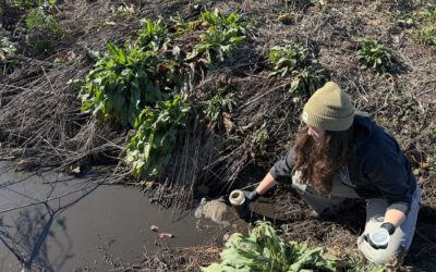 Former NC hog-feeding operation pollutes nearby waterways – again