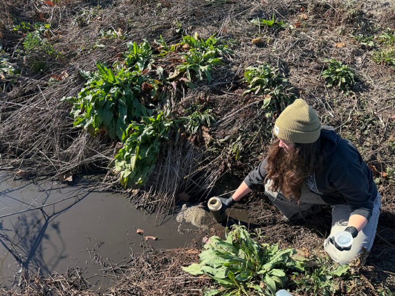 A North Carolina farm with a troubled history is once again being accused of polluting nearby waterways.