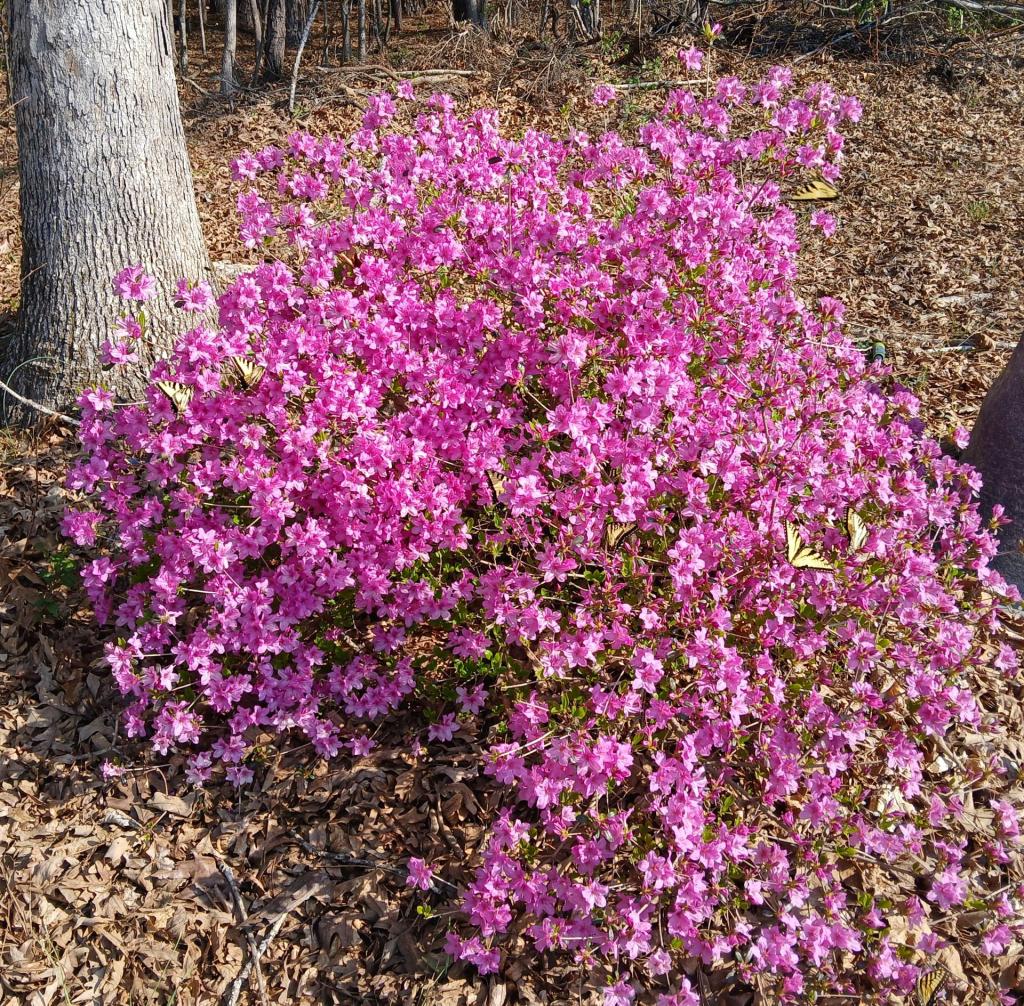 5 North Carolina men are suing ICE