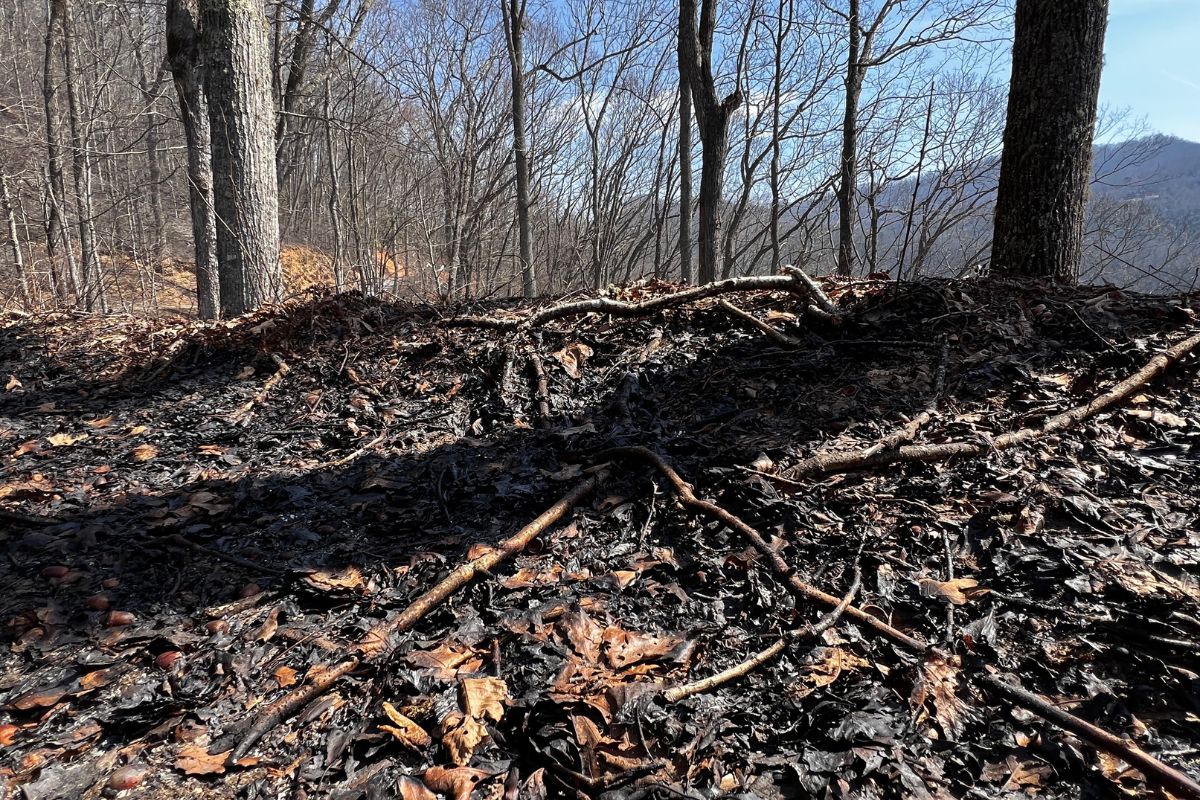 NC forestry officials worry about growing wildfire threat, fewer workers