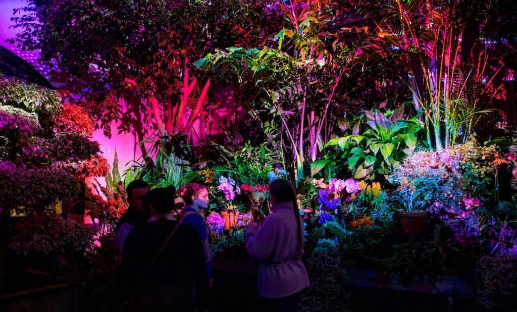 Biltmore House transforms with magical light, sound exhibit Luminere