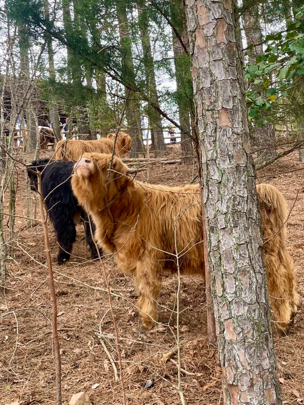 💁‍♀️ 3 NC women who changed history