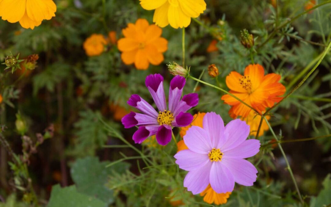 2026 guide to wildflowers in North Carolina: What to know & where to go