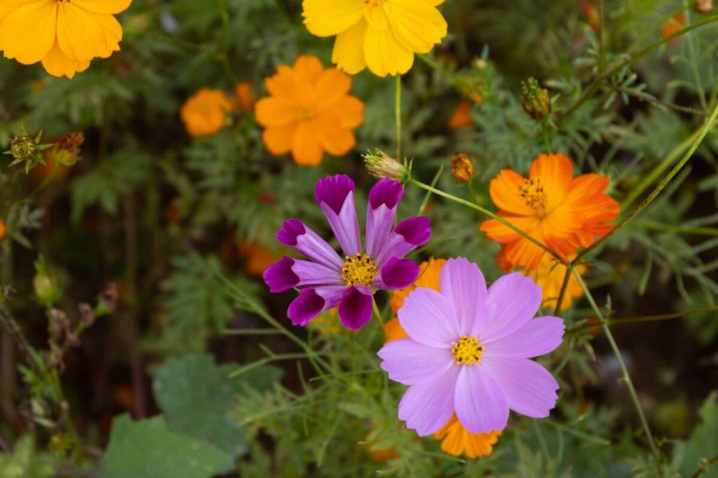2026 guide to wildflowers in North Carolina: What to know & where to go