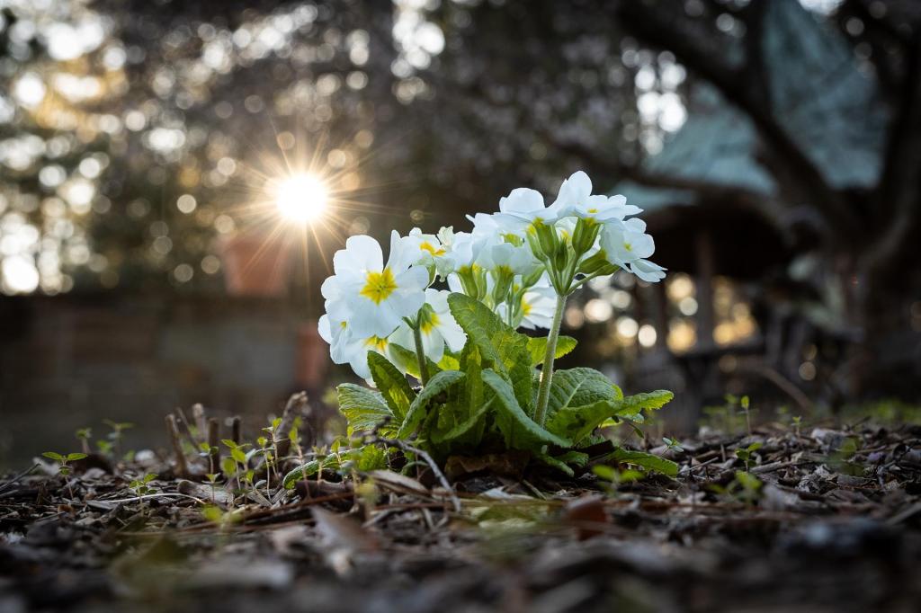 The NC teams in March Madness