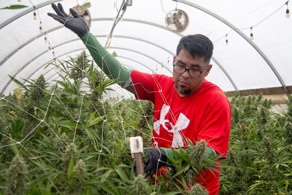 What updating North Carolina marijuana laws would mean for western NC