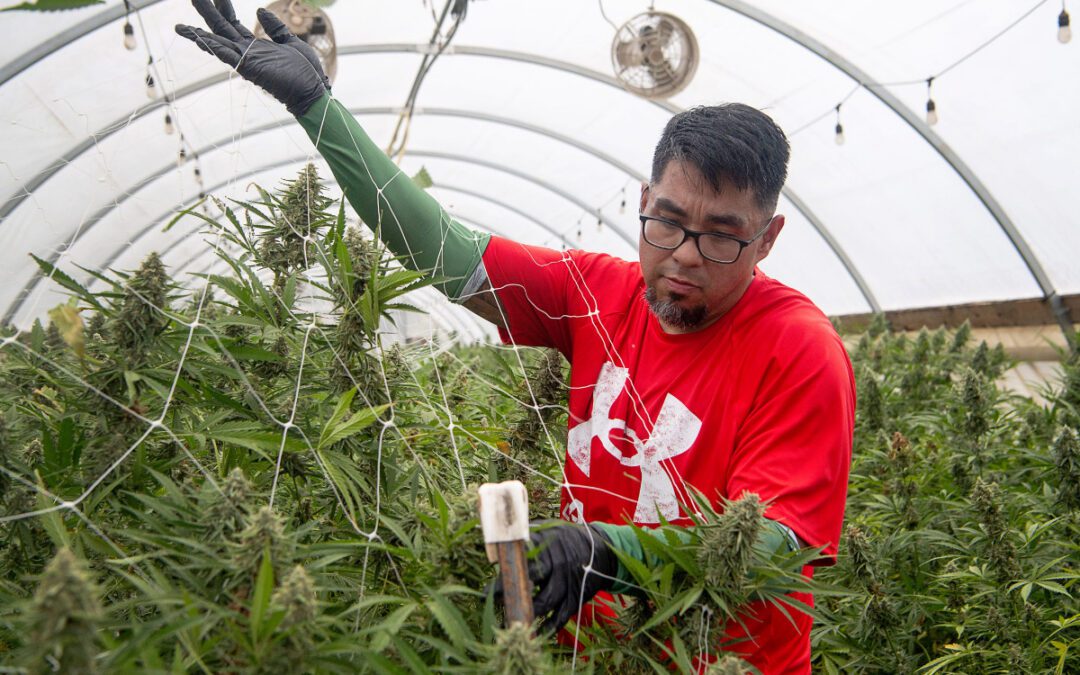 What updating North Carolina marijuana laws would mean for western NC