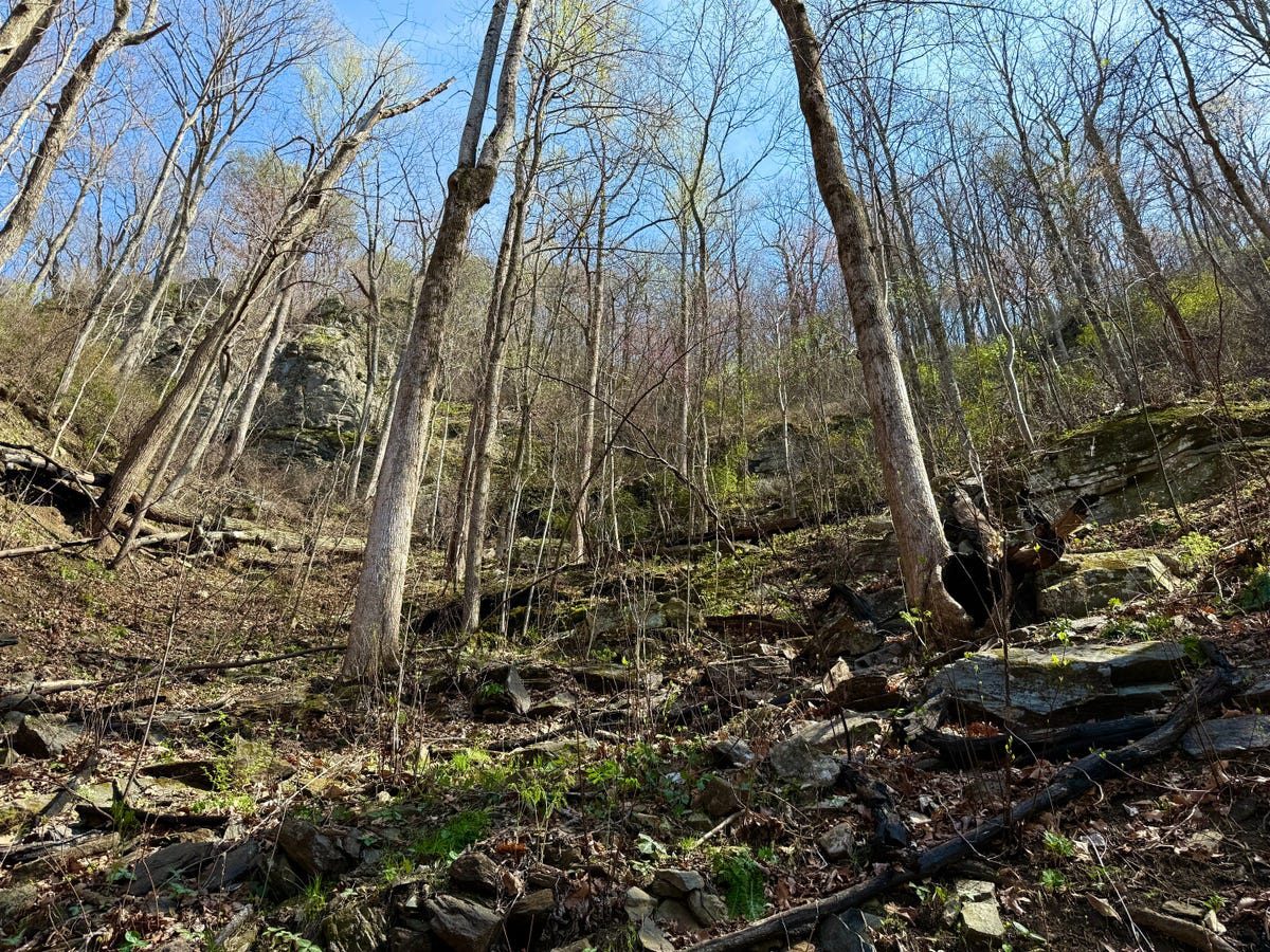 Western North Carolina artist conserves 62 acres near Green River Game Land