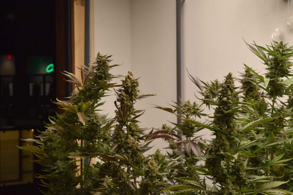 What updating North Carolina marijuana laws would mean for western NC