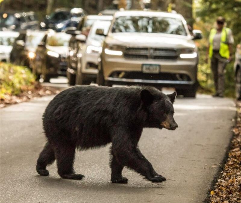 These Great Smoky Mountains trails are closed because of encounters with bears
