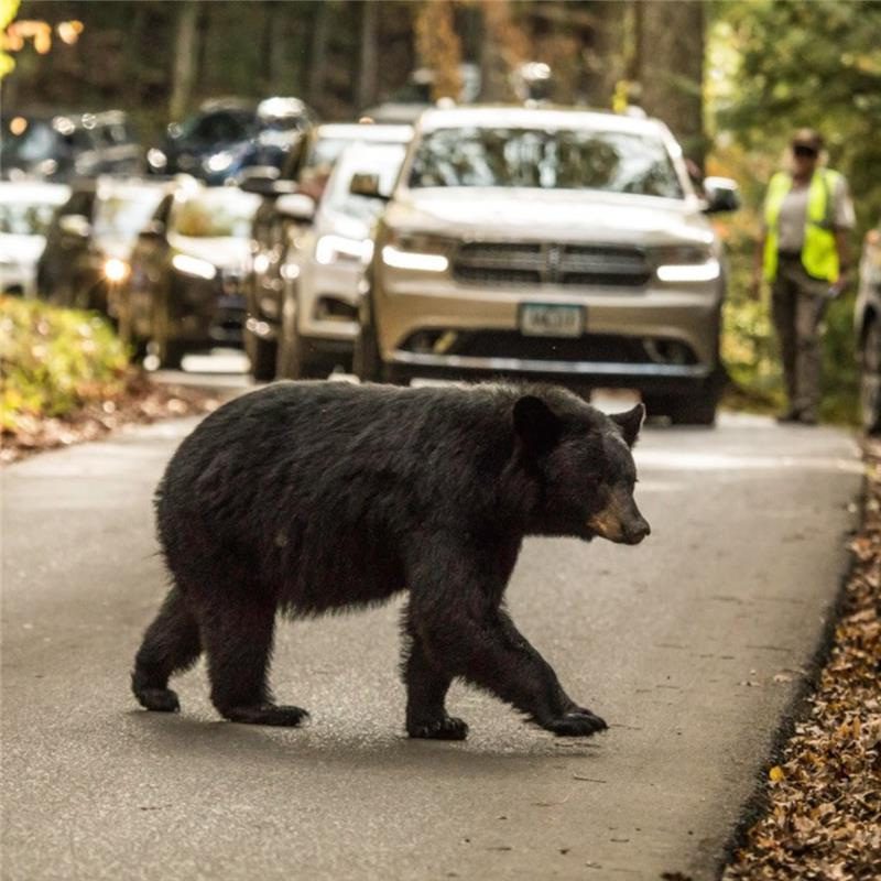 3 Great Smoky Mountains human-bear incidents lead to trail closures
