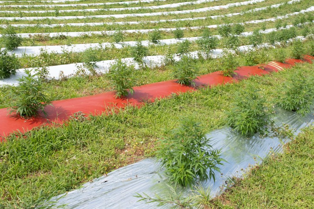 Opinion: On marijuana, North Carolina needs to join the 21st century