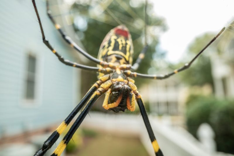 Joro spiders are back in North Carolina. Here's where they can be found
