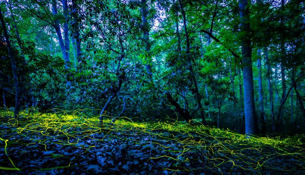 Spotting NC’s ‘blue ghost’ fireflies