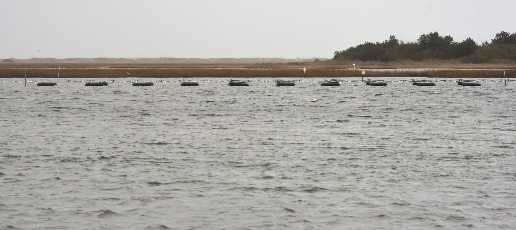 On the North Carolina coast, a fight’s brewing over shellfish farms, moratoriums