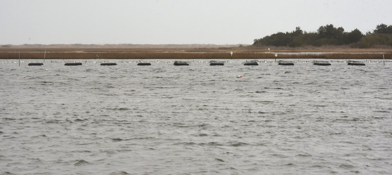 On the North Carolina coast, a fight's brewing over shellfish farms, moratoriums