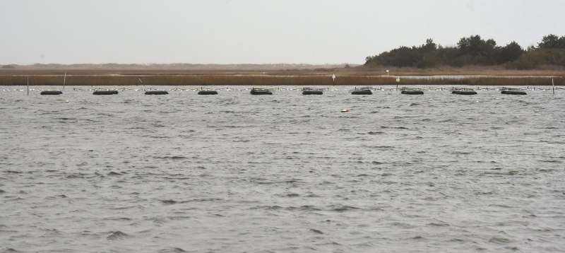 On the North Carolina coast, a fight's brewing over shellfish farms, moratoriums