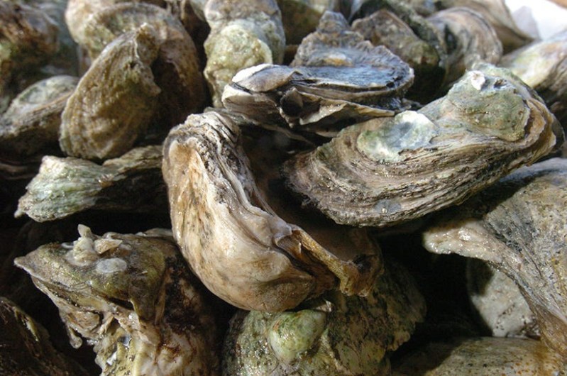 As the weather warms, so can challenges for North Carolina shellfish farmers
