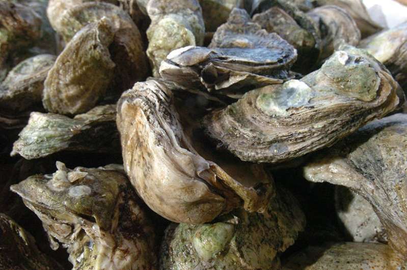 As the weather warms, so can challenges for North Carolina shellfish farmers