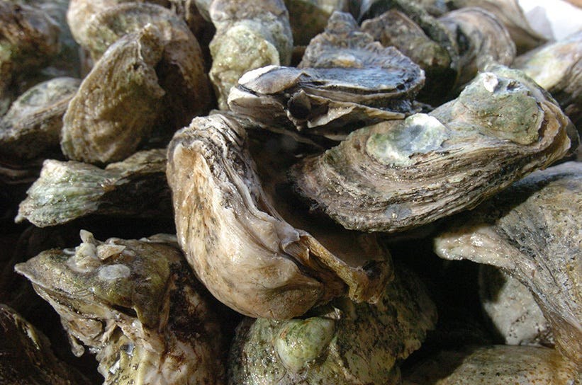 As the weather warms, so can challenges for North Carolina shellfish farmers