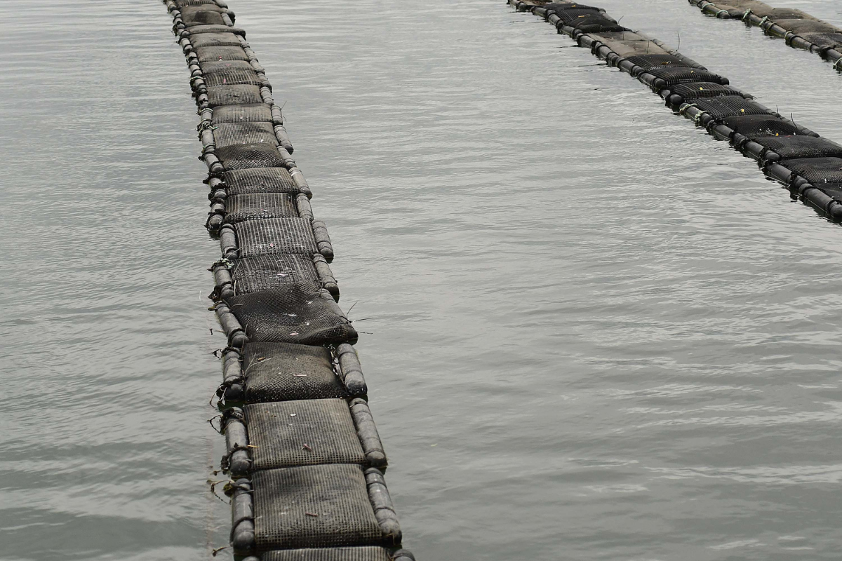 On the North Carolina coast, a fight's brewing over shellfish farms, moratoriums
