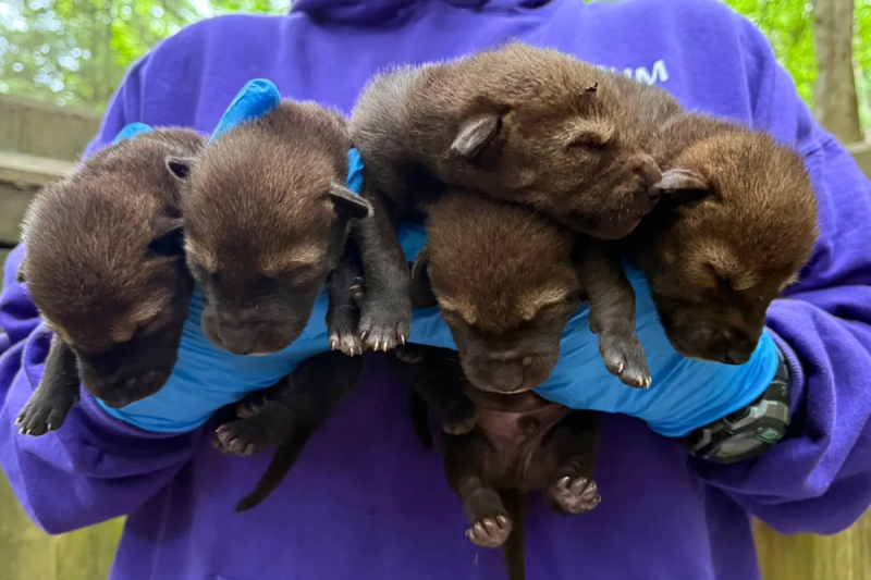 Good News Friday: Five critically endangered red wolves are born in North Carolina