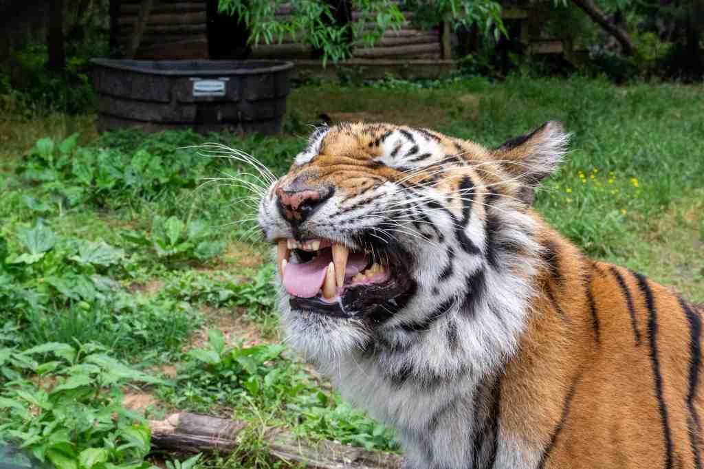 5 animal sanctuaries in North Carolina (+ the critters you’ll see)