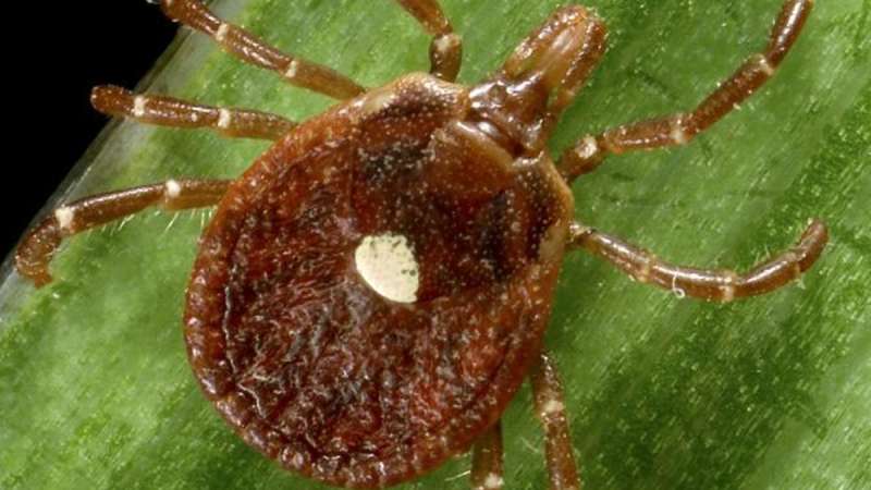 It's tick bite season in North Carolina. Here's how to prevent them