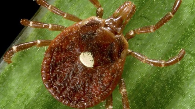 It's tick bite season in North Carolina. Here's how to prevent them