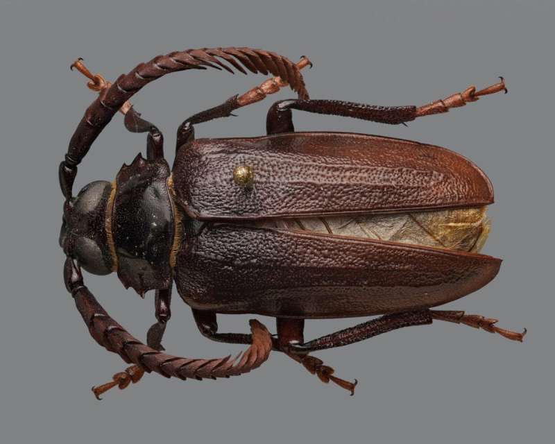 A close-up of a beetle