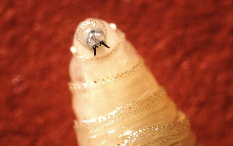 screwworm