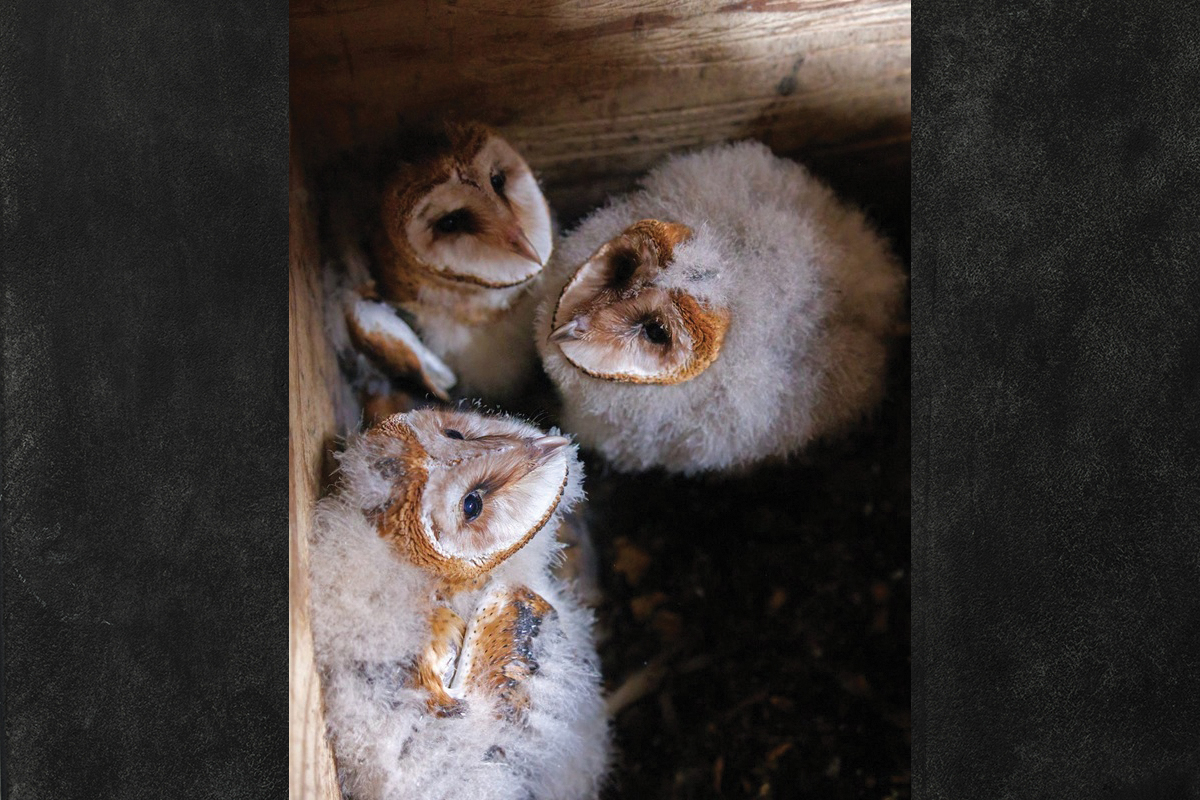 Catch these world-famous Western NC barn owlets on ‘owl cam’
